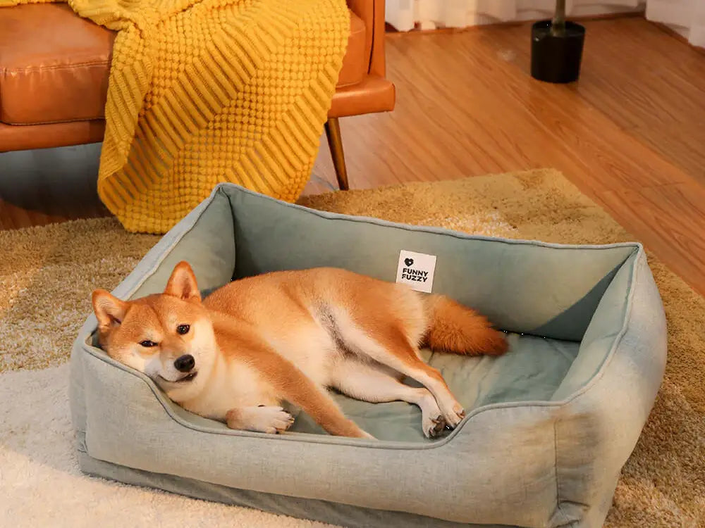 Why Quality Sleep Matters for Your Dog — and How to Improve It