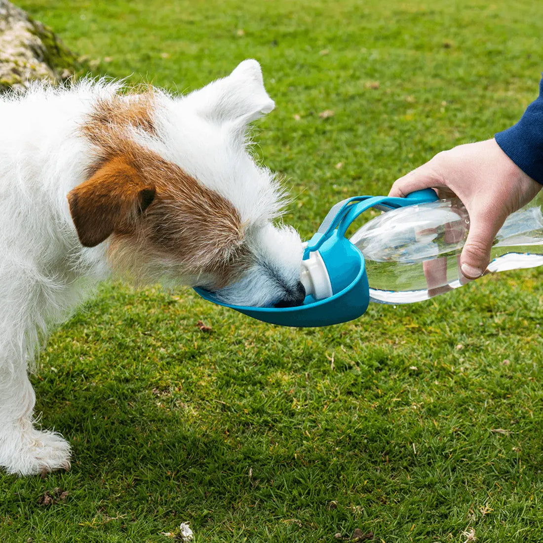 Hydration on the Go: Why Every Pet Owner Needs a Portable Dog Water Bottle
