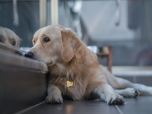 Best Bed for Senior Dogs: Four-Season Square Dog Bed for Joint Relief