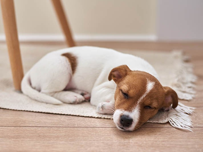 How the Four-Season Square Dog Bed Helps Puppies Build Healthy Sleep Habits